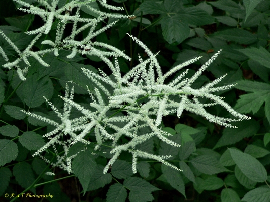 {Aruncus dioicus}